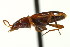  ( - AS20100037)  @13 [ ] CreativeCommons - Attribution (2010) CBG Photography Group Centre for Biodiversity Genomics