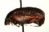  ( - AS20100064)  @13 [ ] CreativeCommons - Attribution (2010) CBG Photography Group Centre for Biodiversity Genomics