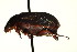  ( - AS20100065)  @13 [ ] CreativeCommons - Attribution (2010) CBG Photography Group Centre for Biodiversity Genomics