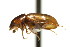  ( - AS20100085)  @14 [ ] CreativeCommons - Attribution (2010) CBG Photography Group Centre for Biodiversity Genomics