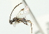  ( - 07PROBE-20279)  @12 [ ] CreativeCommons - Attribution (2010) CBG Photography Group Centre for Biodiversity Genomics