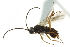  ( - 07PROBE-22391)  @13 [ ] CreativeCommons - Attribution (2010) CBG Photography Group Centre for Biodiversity Genomics