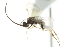  ( - 07PROBE-23452)  @12 [ ] CreativeCommons - Attribution (2010) CBG Photography Group Centre for Biodiversity Genomics