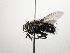  (Tachinidae - Haber 000468)  @16 [ ] Unspecified (default): All Rights Reserved  Unspecified Unspecified