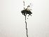  (Phytomyptera Janzen2978 - Haber 000709)  @13 [ ] Unspecified (default): All Rights Reserved  Unspecified Unspecified