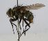  (Cryptomeigenia CR 85 - INB0003083496)  @11 [ ] Unspecified (default): All Rights Reserved  Unspecified Unspecified