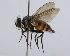  (Hypoproxynops sp. 7 - INB0003309285)  @11 [ ] Unspecified (default): All Rights Reserved  Unspecified Unspecified