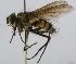  (Cryptomeigenia CR 81 - INB0003330715)  @11 [ ] Unspecified (default): All Rights Reserved  Unspecified Unspecified