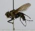  (Cryptomeigenia Malaise5861 - INB0003496270)  @11 [ ] Unspecified (default): All Rights Reserved  Unspecified Unspecified