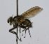  (Cryptomeigenia Janzen5860 - INB0003498559)  @13 [ ] Unspecified (default): All Rights Reserved  Unspecified Unspecified