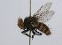  (Hypoproxynops sp. 6 - INBIOCRI001181580)  @11 [ ] Unspecified (default): All Rights Reserved  Unspecified Unspecified