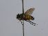  (Hypoproxynops sp. 2 - INBIOCRI001883998)  @11 [ ] Unspecified (default): All Rights Reserved  Unspecified Unspecified