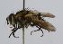  (Cryptomeigenia Janzen5856 - INBIOCRI001893933)  @15 [ ] Unspecified (default): All Rights Reserved  Unspecified Unspecified