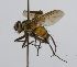  (Cryptomeigenia CR 79 - INBIOCRI002005349)  @11 [ ] Unspecified (default): All Rights Reserved  Unspecified Unspecified
