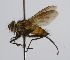  (Cryptomeigenia Janzen6280 - INBIOCRI002049363)  @13 [ ] Unspecified (default): All Rights Reserved  Unspecified Unspecified