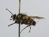  (Cryptomeigenia CR 77 - INBIOCRI002173055)  @11 [ ] Unspecified (default): All Rights Reserved  Unspecified Unspecified
