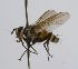  (Cryptomeigenia CR 76 - INBIOCRI002309938)  @11 [ ] Unspecified (default): All Rights Reserved  Unspecified Unspecified