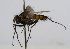  (Cryptomeigenia CR 80 - INBIOCRI002435290)  @11 [ ] Unspecified (default): All Rights Reserved  Unspecified Unspecified