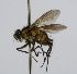  (Cryptomeigenia CR 75 - INBIOCRI002435309)  @11 [ ] Unspecified (default): All Rights Reserved  Unspecified Unspecified