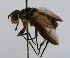  (Syringosoma Janzen4017 - INB0003309388)  @13 [ ] Unspecified (default): All Rights Reserved  Unspecified Unspecified