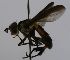  (Syringosoma Janzen8934 - INB0003380764)  @12 [ ] Unspecified (default): All Rights Reserved  Unspecified Unspecified