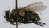  (Houghia sp. 3b - INBIOCRI000629766)  @11 [ ] Unspecified (default): All Rights Reserved  Unspecified Unspecified