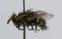  (Winthemia Wood07DHJ02 - INBIOCRI000751713)  @13 [ ] Unspecified (default): All Rights Reserved  Unspecified Unspecified