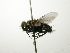  (Houghia sp. 13 - INBIOCRI001883989)  @11 [ ] Unspecified (default): All Rights Reserved  Unspecified Unspecified