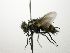  (Winthemia orbitalis - INBIOCRI002425204)  @11 [ ] Unspecified (default): All Rights Reserved  Unspecified Unspecified