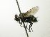  (Houghia sexmaculata - INBIOCRI002556692)  @14 [ ] Unspecified (default): All Rights Reserved  Unspecified Unspecified