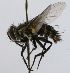  (Winthemia subpicea - INBIOCRI002597222)  @14 [ ] Unspecified (default): All Rights Reserved  Unspecified Unspecified