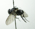  (Calodexia fumosaDHJ01 - Haber 000824)  @15 [ ] Unspecified (default): All Rights Reserved  Unspecified Unspecified