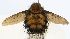  (Rhachoepalpus immaculatus - INBIOCRI000570821)  @11 [ ] Unspecified (default): All Rights Reserved  Unspecified Unspecified