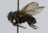  (tachinidWood23 - INBIOCRI000706732)  @11 [ ] Unspecified (default): All Rights Reserved  Unspecified Unspecified