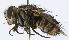  (Gaediopsis Janzen5689 - INBIOCRI000744282)  @14 [ ] Unspecified (default): All Rights Reserved  Unspecified Unspecified