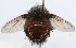  (Juriniopsis adusta - INBIOCRI000755368)  @11 [ ] Unspecified (default): All Rights Reserved  Unspecified Unspecified