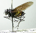  (Cholomyia Janzen4227 - INBIOCRI000875071)  @13 [ ] Unspecified (default): All Rights Reserved  Unspecified Unspecified