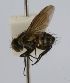  (Hypoproxynops Janzen1229 - INBIOCRI001844154)  @11 [ ] Unspecified (default): All Rights Reserved  Unspecified Unspecified