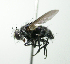  (Thelairodoria sp. 2 - INBIOCRI001962187)  @11 [ ] Unspecified (default): All Rights Reserved  Unspecified Unspecified