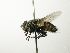  (Lespesia Wood33DHJ10 - INBIOCRI001991467)  @14 [ ] Unspecified (default): All Rights Reserved  Unspecified Unspecified