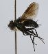  (tachinidWood22 Janzen2408 - INBIOCRI002165494)  @11 [ ] Unspecified (default): All Rights Reserved  Unspecified Unspecified