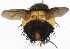  (Xanthoepalpus Janzen5621 - INBIOCRI002167910)  @11 [ ] Unspecified (default): All Rights Reserved  Unspecified Unspecified