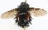  (Juriniopsis Janzen2170 - INBIOCRI002183376)  @11 [ ] Unspecified (default): All Rights Reserved  Unspecified Unspecified