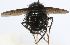  (Juriniopsis Janzen2171 - INBIOCRI002189995)  @11 [ ] Unspecified (default): All Rights Reserved  Unspecified Unspecified