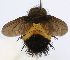  (Trichophora Janzen2412 - INBIOCRI002199360)  @11 [ ] Unspecified (default): All Rights Reserved  Unspecified Unspecified