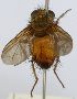  (Trichophora rufina - INBIOCRI002368703)  @12 [ ] Unspecified (default): All Rights Reserved  Unspecified Unspecified