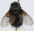  (Choeteprosopa - INBIOCRI002378706)  @13 [ ] Unspecified (default): All Rights Reserved  Unspecified Unspecified