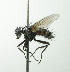  (Trigonospila sp. 3 - INBIOCRI002409622)  @11 [ ] Unspecified (default): All Rights Reserved  Unspecified Unspecified