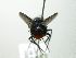  (Trichophora Janzen1101 - INBIOCRI002411594)  @12 [ ] Unspecified (default): All Rights Reserved  Unspecified Unspecified