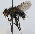  (Chrysotachina Wood18 - INBIOCRI002418158)  @14 [ ] Unspecified (default): All Rights Reserved  Unspecified Unspecified